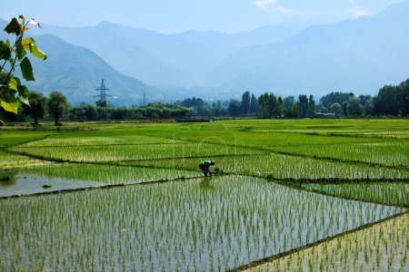 Téléchargez les photos : 20 juin 2023, Srinagar Cachemire, Inde : Un agriculteur du Cachemire travaille dans une rizière à la périphérie de Srinagar. Au mois de juin, les agriculteurs du Cachemire restent occupés à semer le riz et, selon la tradition du Cachemire - en image libre de droit