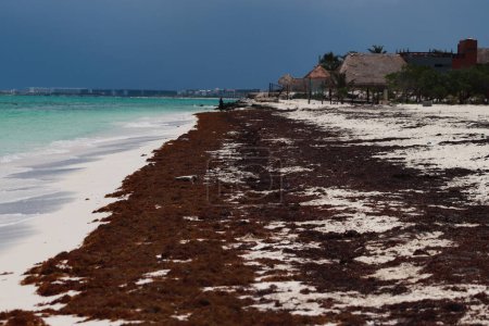Téléchargez les photos : 25 mai 2023 à Cancun, Mexique : Les plages des Caraïbes mexicaines continuent d'avoir des problèmes de pollution en raison de Sargassum qui a envahi la plage de Cancun, étant un problème environnemental - en image libre de droit