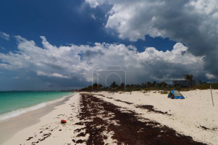 Téléchargez les photos : 25 mai 2023 à Cancun, Mexique : Les plages des Caraïbes mexicaines continuent d'avoir des problèmes de pollution en raison de Sargassum qui a envahi la plage de Cancun, étant un problème environnemental - en image libre de droit