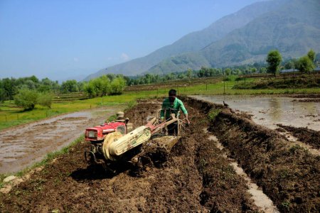 Foto de 20 de junio de 2023, Srinagar Cachemira, India: Un agricultor cachemir trabaja en un arrozal en las afueras de Srinagar. En el mes de junio los agricultores de Cachemira siguen ocupados sembrando arroz y, según la tradición cachemira - Imagen libre de derechos