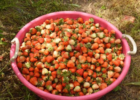 Téléchargez les photos : 17 mai 2023, Srinagar, Inde : Les agriculteurs récoltent des fraises dans une ferme dans la zone Hazratbal de Srinagar, Jammu-et-Cachemire. le 17 mai 2023 à Srinagar, Inde - en image libre de droit