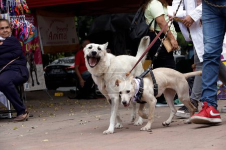 Téléchargez les photos : 22 juillet 2023, Mexico, Mexique : Chiens accompagnés de leurs propriétaires au Can Fest pour la Journée mondiale des chiens au parc des cerfs de Mexico. le 22 juillet 2023 à Mexico, Mexique - en image libre de droit