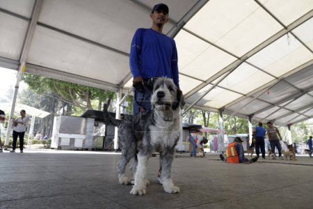 Téléchargez les photos : 27 juin 2023, Mexico, Mexique : Des personnes accompagnent leurs chiens pour les vaciller pendant la campagne de vaccination contre la rage dans un centre de vaccination sur l'esplanade de l'hôtel de ville d'Iztapalapa. le 27 juin 2023 à Mexico, Mexique - en image libre de droit