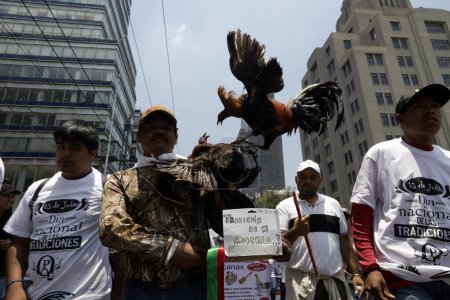 Photo for July 13, 2023, Mexico City, Mexico: Workers and businessmen in the fighting cock, bullfighting and hunting industry demand that the government of Mexico City and the Government of Mexico not promote laws that end their companies and sources of employ - Royalty Free Image
