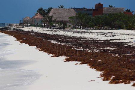 Téléchargez les photos : 25 mai 2023 à Cancun, Mexique : Les plages des Caraïbes mexicaines continuent d'avoir des problèmes de pollution dus au Sargassum qui a envahi notoirement la plage de Cancun, étant un problème environnemental. Le 25 mai 2023 à Cancun, Mexique. (Photo de Carl - en image libre de droit