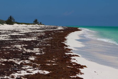 Foto de 25 de mayo de 2023 en Cancún, México: Las playas del Caribe mexicano continúan teniendo problemas de contaminación debido a que Sargassum ha invadido notoriamente la playa de Cancún, siendo un problema ambiental. El 25 de mayo de 2023 en Cancún, México. (Foto de Carl - Imagen libre de derechos