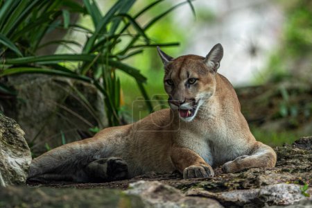 Photo for A Puma seen resting in their habitat inside the Xcaret Park Zoo - Royalty Free Image