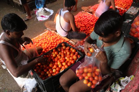 Téléchargez les photos : 17 juillet 2023, Kolkata, Inde : Vendeur met les tomates dans un couvercle en plastique à usage unique sur un marché aux légumes en gros. - en image libre de droit