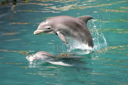 Foto de Delfines vistos durante una práctica en el delfinario Xcaret para conservar la especie - Imagen libre de derechos