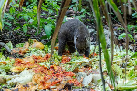 Téléchargez les photos : Un Coati est vu à la recherche de nourriture dans une zone près de la forêt - en image libre de droit