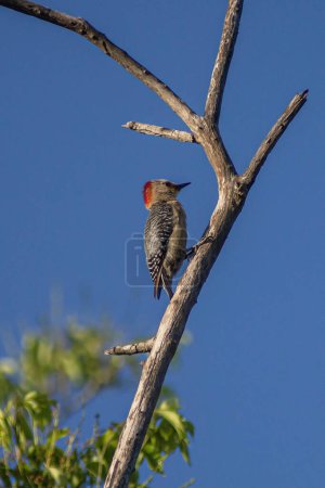 Foto de 18 de mayo de 2018, Yucatán, México: El pájaro carpintero de Yucatán se alimenta de insectos que caza en troncos de árboles viejos, para localizarlos se sostiene en el tronco, escuchando, cuando ha encontrado uno - Imagen libre de derechos