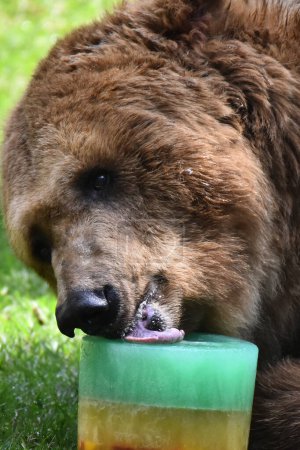 A Grizzly Bear is seen eating honey during his captivity at the Chapultepec Mexican zoo