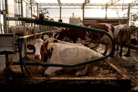 Téléchargez les photos : Les vaches laitières sont vues à l'intérieur dans une ferme flottante expérimentale au port de Rotterdam. Système d'adaptation de la production agricole à la hausse des niveaux d'eau. Le projet est déjà exporté dans le monde entier. - en image libre de droit