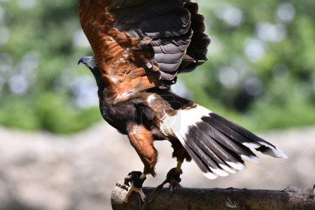 Foto de Especie de halcón de cola roja vista en su hábitat durante un programa de conservación de especies, el zoológico tiene 1803 animales en cautiverio en el zoológico de Chapultepec. - Imagen libre de derechos