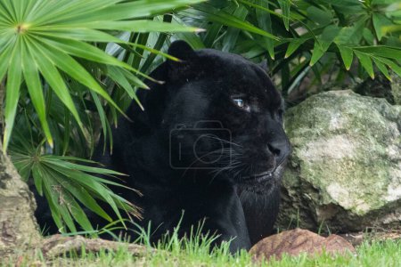 Foto de Un Panter Negro visto descansando en su hábitat dentro del Zoológico de Xcaret Park - Imagen libre de derechos