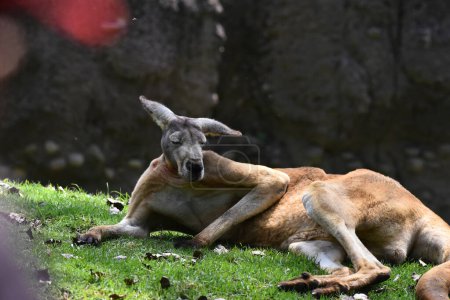 Photo for A kangaroo species  seen in its habitat during a species conservation program, the zoo has 1803 animals in captivity at Chapultepec Zoo - Royalty Free Image