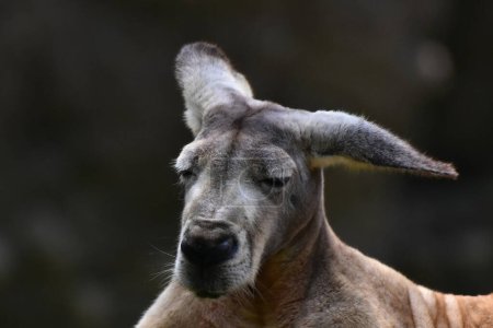 Téléchargez les photos : Espèce de kangourou vue dans son habitat lors d'un programme de conservation des espèces, le zoo compte 1803 animaux en captivité au zoo de Chapultepec. - en image libre de droit