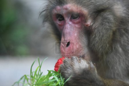 Foto de Un mono chino es visto comiendo flores durante su cautiverio en el zoológico de Chapultepec - Imagen libre de derechos