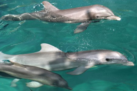 Téléchargez les photos : Dauphins vus lors d'un exercice au dauphinarium Xcaret pour conserver l'espèce - en image libre de droit