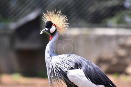 Photo for A Crowned Crane is  seen   during his captivity at the Chapultepec Mexican zoo - Royalty Free Image