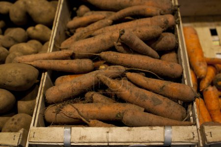 Photo for Freshly harvested carrots seen piled in a wooden box - Royalty Free Image