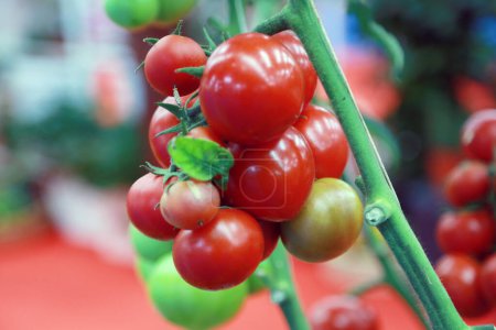 Téléchargez les photos : 3 juillet 2022, Doha, Qatar : Détail des tomates rouges et vertes fraîches pendant la saison de récolte dans la zone de serre. le 3 juillet 2022 à Doha, Qatar - en image libre de droit