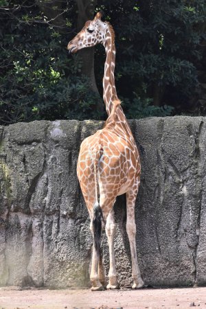 Téléchargez les photos : Une girafe mange pendant sa captivité au zoo mexicain de Chapultepec - en image libre de droit