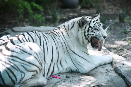 Téléchargez les photos : Un tigre sibérien joue pendant sa captivité au zoo de Chapultepec au Mexique - en image libre de droit