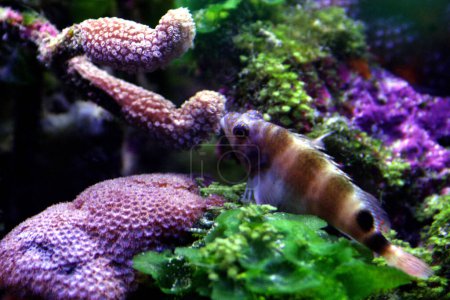 Foto de El acuario de arrecifes de coral exhibe la biodiversidad de los jardines submarinos multicolores del Caribe Mexicano. Más de 300 corales se han establecido con éxito en el acuario - Imagen libre de derechos