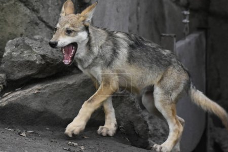 Téléchargez les photos : Un chiot loup mexicain joue pendant sa captivité au zoo mexicain de Chapultepec - en image libre de droit