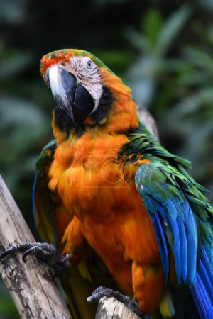Téléchargez les photos : Un Macaw est vu en captivité lors d'une visite au zoo de Chapultepec - en image libre de droit