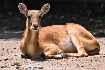 Foto de Especie de Impala vista en su hábitat durante un programa de conservación de especies, el zoológico tiene 1803 animales en cautiverio en el zoológico de Chapultepec. - Imagen libre de derechos
