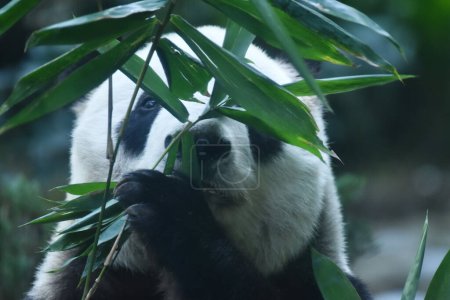 Téléchargez les photos : Le plus vieux ours Panda du monde avec 32 ans est vu manger des bâtons de bambou pendant sa captivité au zoo de Chapultepec - en image libre de droit