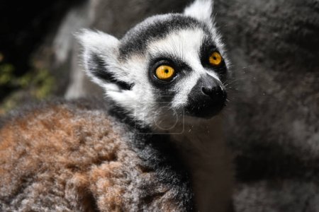 Photo for A Lemur Ring-tailed is  seen eating during his captivity at the Chapultepec Mexican zoo - Royalty Free Image