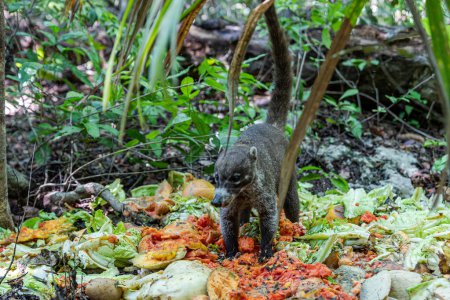 Foto de Un Coati se ve buscando comida en un área cerca del bosque - Imagen libre de derechos