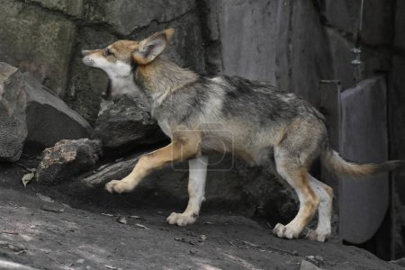 Foto de Un cachorro de lobo mexicano es visto jugando durante su cautiverio en el zoológico mexicano de Chapultepec - Imagen libre de derechos