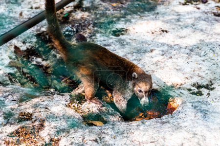 Téléchargez les photos : Un Coati est vu à la recherche de nourriture dans une zone près de la forêt - en image libre de droit