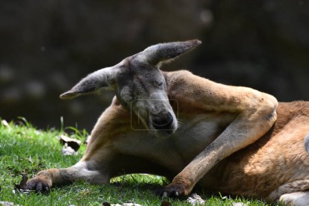 Photo for A kangaroo species  seen in its habitat during a species conservation program, the zoo has 1803 animals in captivity at Chapultepec Zoo - Royalty Free Image