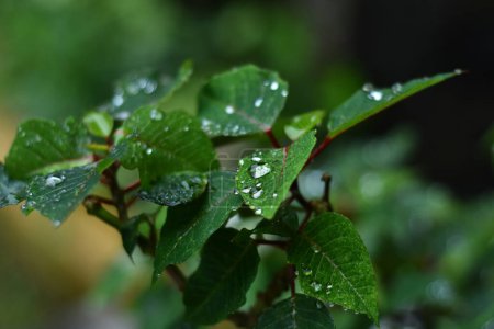 Foto de Una hoja de bugambilia se ve con gotas de agua debido a la lluvia - Imagen libre de derechos