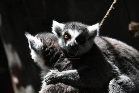 Foto de Un Lemur de cola anillada se ve comiendo durante su cautiverio en el zoológico mexicano de Chapultepec - Imagen libre de derechos