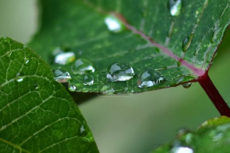 Foto de Una hoja de bugambilia se ve con gotas de agua debido a la lluvia - Imagen libre de derechos