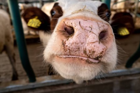 Téléchargez les photos : Les vaches laitières sont vues à l'intérieur dans une ferme flottante expérimentale au port de Rotterdam. Système d'adaptation de la production agricole à la hausse des niveaux d'eau. Le projet est déjà exporté dans le monde entier. - en image libre de droit