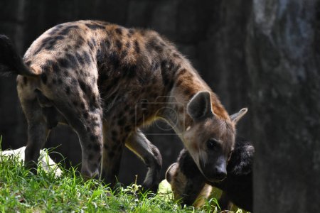 Foto de Una hiena manchada es vista durante su cautiverio en el zoológico mexicano de Chapultepec - Imagen libre de derechos