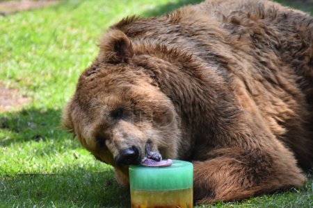 Photo for A Grizzly Bear is seen eating honey during his captivity at the Chapultepec Mexican zoo - Royalty Free Image