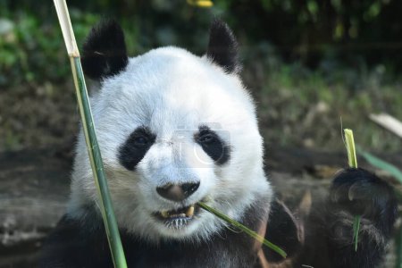 Foto de El oso panda más viejo del mundo con 32 años de edad se ve comiendo palos de bambú durante su cautiverio en el zoológico de Chapultepec - Imagen libre de derechos