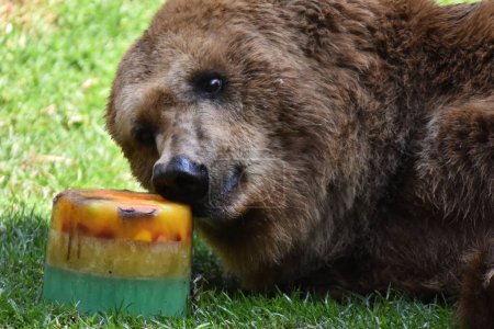 Téléchargez les photos : Un grizzli mange du miel pendant sa captivité au zoo mexicain de Chapultepec - en image libre de droit