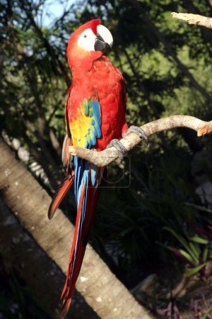 Photo for A macaw is seen rests on tree trunk - Royalty Free Image