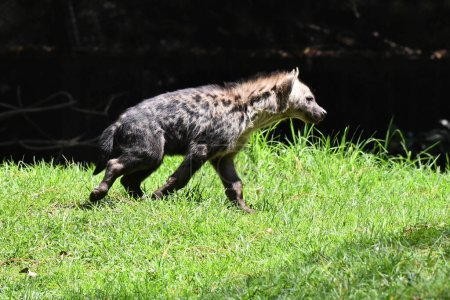 Téléchargez les photos : Une hyène tachetée est vue pendant sa captivité au zoo mexicain de Chapultepec - en image libre de droit
