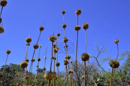 Foto de Vista general de una planta seca de cardo y espinoso en el bosque - Imagen libre de derechos
