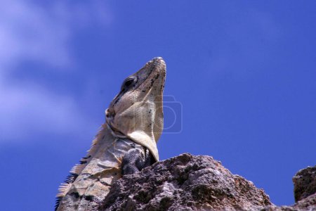 Foto de Una iguana se ve en la zona arqueológica de Chiche Itza - Imagen libre de derechos
